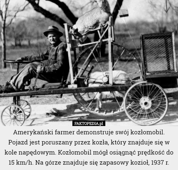 Amerykański farmer demonstruje swój kozłomobil. Pojazd jest poruszany przez kozła, który znajduje się w kole napędowym. Kozłomobil mógł osiągnąć prędkość do 15 km/h. Na górze znajduje się zapasowy kozioł, 1937 r. 