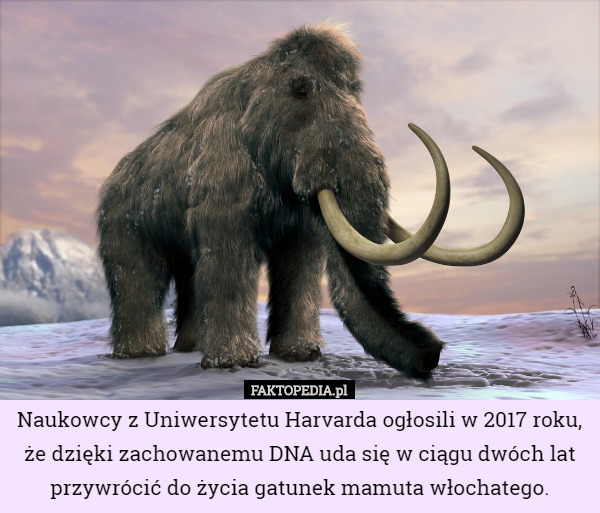 Naukowcy z Uniwersytetu Harvarda ogłosili w 2017 roku, że dzięki zachowanemu DNA uda się w ciągu dwóch lat przywrócić do życia gatunek mamuta włochatego. 
