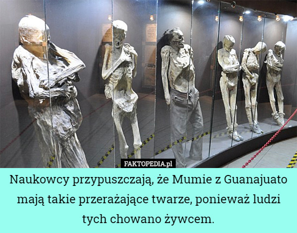 Naukowcy przypuszczają, że Mumie z Guanajuato mają takie przerażające twarze, ponieważ ludzi tych chowano żywcem. 