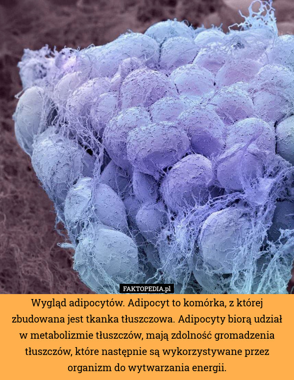 Wygląd adipocytów. Adipocyt to komórka, z której zbudowana jest tkanka tłuszczowa. Adipocyty biorą udział w metabolizmie tłuszczów, mają zdolność gromadzenia tłuszczów, które następnie są wykorzystywane przez organizm do wytwarzania energii. 