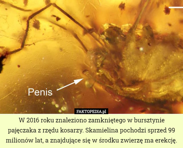 W 2016 roku znaleziono zamkniętego w bursztynie pajęczaka z rzędu kosarzy. Skamielina pochodzi sprzed 99 milionów lat, a znajdujące się w środku zwierzę ma erekcję. 