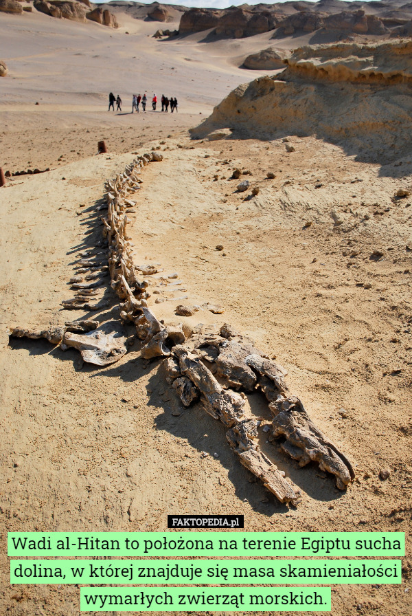 Wadi al-Hitan to położona na terenie Egiptu sucha dolina, w której znajduje się masa skamieniałości wymarłych zwierząt morskich. 