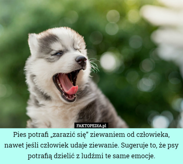 Pies potrafi „zarazić się” ziewaniem od człowieka, nawet jeśli człowiek udaje ziewanie. Sugeruje to, że psy potrafią dzielić z ludźmi te same emocje. 
