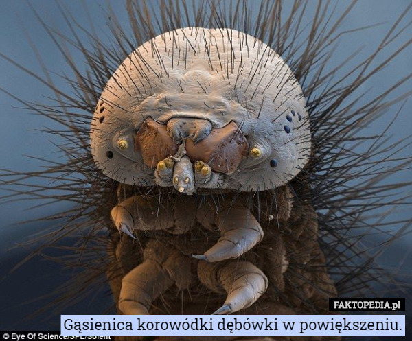 Gąsienica korowódki dębówki w powiększeniu. 