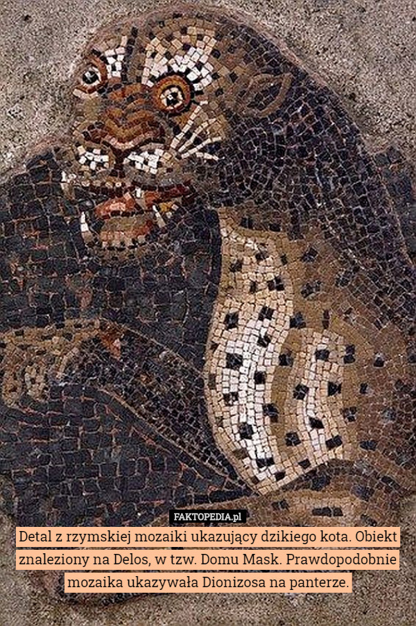 Detal z rzymskiej mozaiki ukazujący dzikiego kota. Obiekt znaleziony na Delos, w tzw. Domu Mask. Prawdopodobnie mozaika ukazywała Dionizosa na panterze. 