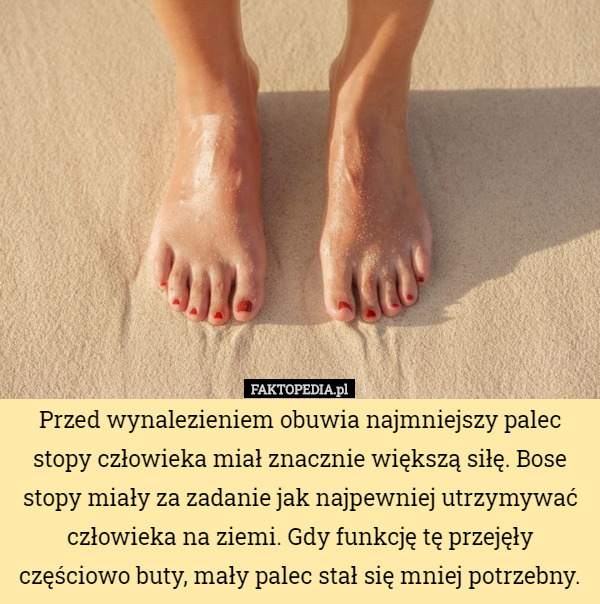Przed wynalezieniem obuwia najmniejszy palec stopy człowieka miał znacznie większą siłę. Bose stopy miały za zadanie jak najpewniej utrzymywać człowieka na ziemi. Gdy funkcję tę przejęły częściowo buty, mały palec stał się mniej potrzebny. 