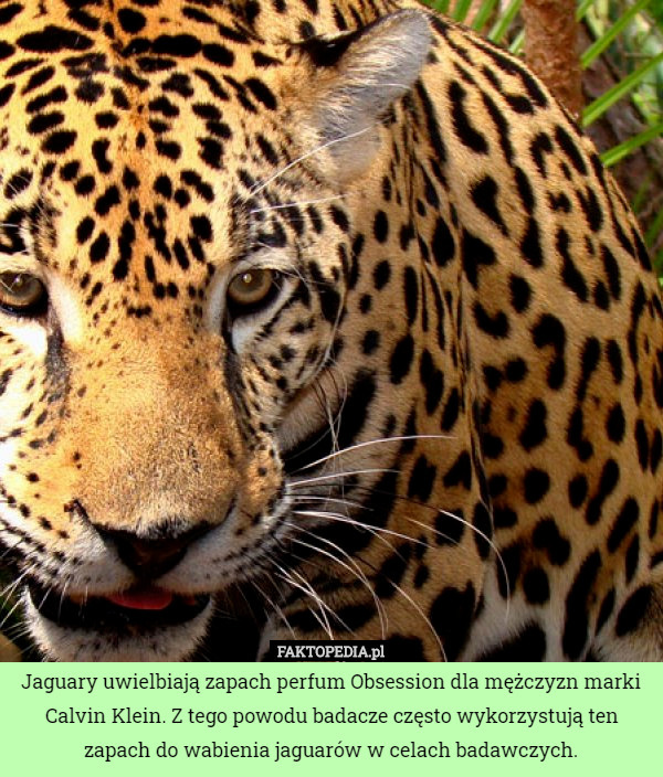 Jaguary uwielbiają zapach perfum Obsession dla mężczyzn marki Calvin Klein. Z tego powodu badacze często wykorzystują ten zapach do wabienia jaguarów w celach badawczych. 