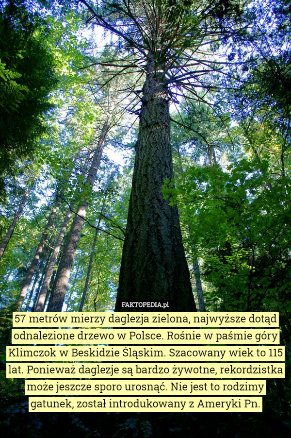57 metrów mierzy daglezja zielona, najwyższe dotąd odnalezione drzewo w Polsce. Rośnie w paśmie góry Klimczok w Beskidzie Śląskim. Szacowany wiek to 115 lat. Ponieważ daglezje są bardzo żywotne, rekordzistka może jeszcze sporo urosnąć. Nie jest to rodzimy gatunek, został introdukowany z Ameryki Pn. 