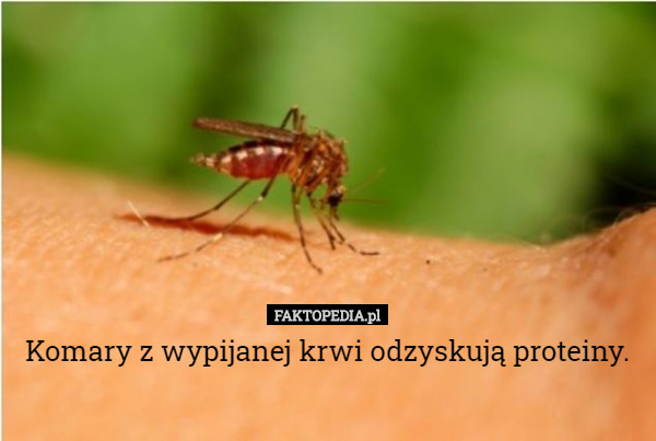 Komary z wypijanej krwi odzyskują proteiny. 