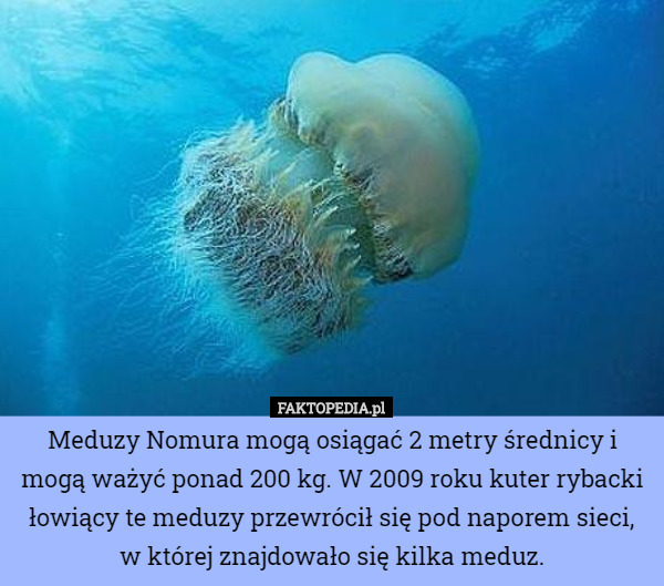 Meduzy Nomura mogą osiągać 2 metry średnicy i mogą ważyć ponad 200 kg. W 2009 roku kuter rybacki łowiący te meduzy przewrócił się pod naporem sieci, w której znajdowało się kilka meduz. 