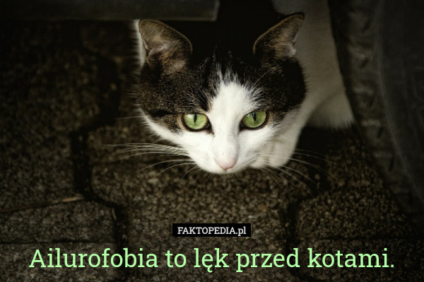Ailurofobia to lęk przed kotami. 