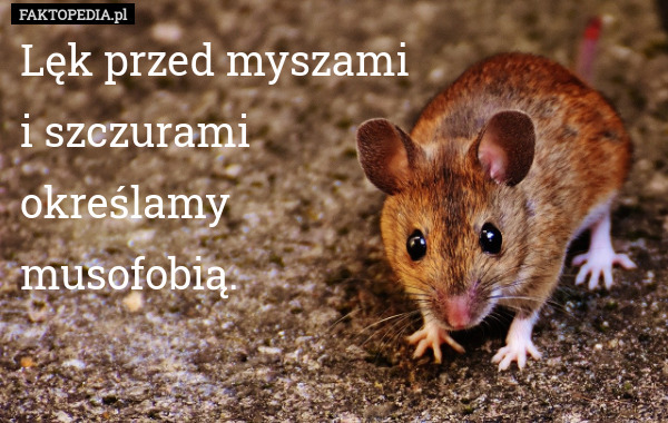 Lęk przed myszami 
i szczurami 
określamy 
musofobią. 