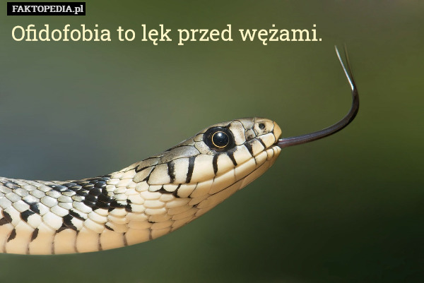 Ofidofobia to lęk przed wężami. 