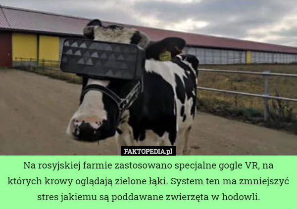 Na rosyjskiej farmie zastosowano specjalne gogle VR, na których krowy oglądają zielone łąki. System ten ma zmniejszyć stres jakiemu są poddawane zwierzęta w hodowli. 