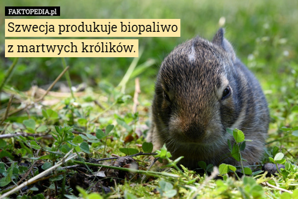 Szwecja produkuje biopaliwo
z martwych królików. 