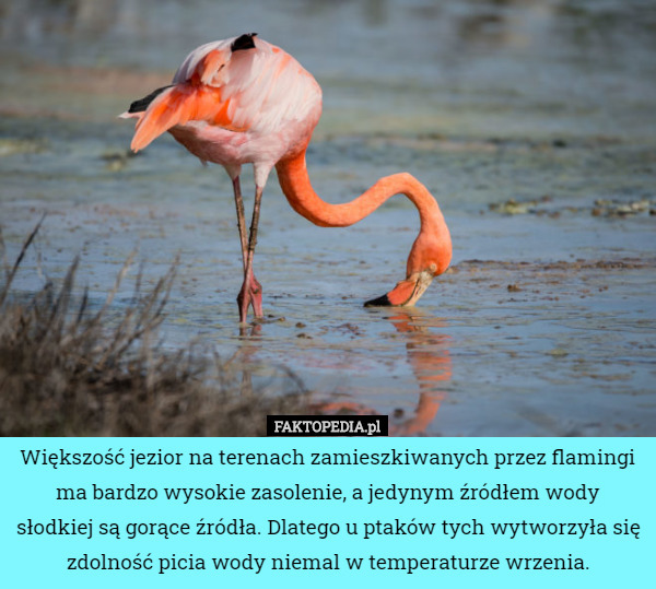 Większość jezior na terenach zamieszkiwanych przez flamingi ma bardzo wysokie zasolenie, a jedynym źródłem wody słodkiej są gorące źródła. Dlatego u ptaków tych wytworzyła się zdolność picia wody niemal w temperaturze wrzenia. 