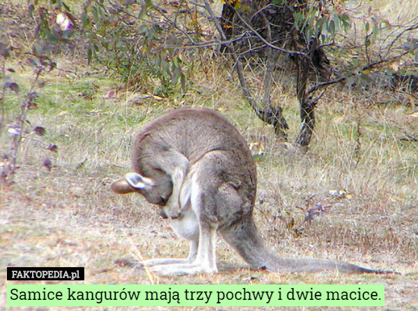 Samice kangurów mają trzy pochwy i dwie macice. 