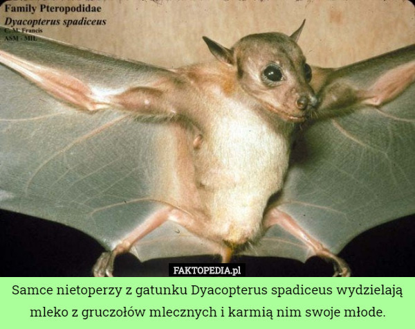 Samce nietoperzy z gatunku Dyacopterus spadiceus wydzielają mleko z gruczołów mlecznych i karmią nim swoje młode. 