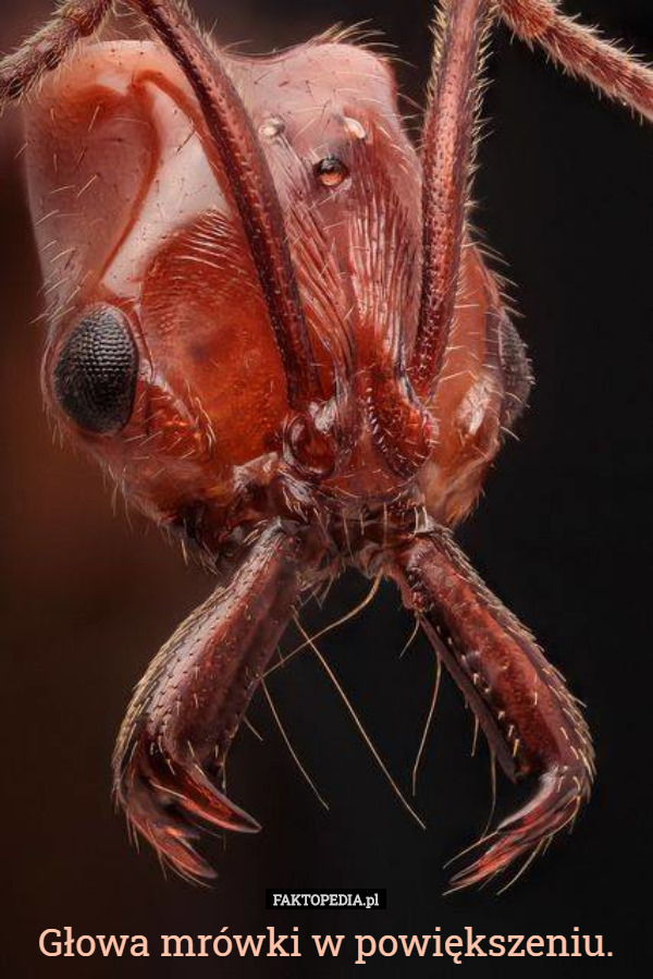 Głowa mrówki w powiększeniu. 
