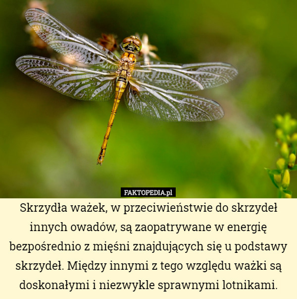 Skrzydła ważek, w przeciwieństwie do skrzydeł innych owadów, są zaopatrywane w energię bezpośrednio z mięśni znajdujących się u podstawy skrzydeł. Między innymi z tego względu ważki są doskonałymi i niezwykle sprawnymi lotnikami. 