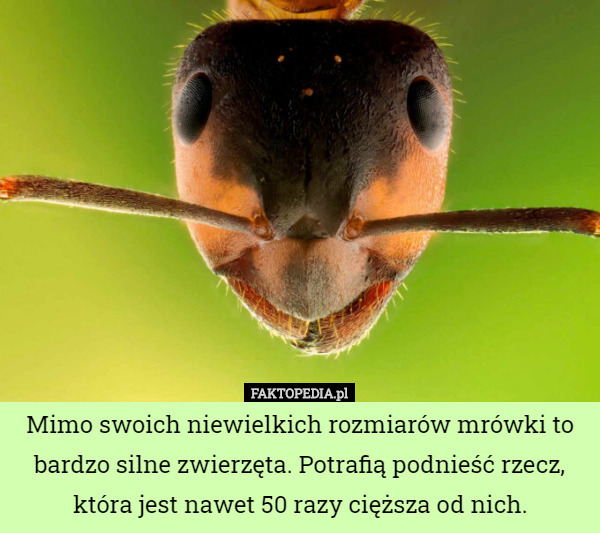 Mimo swoich niewielkich rozmiarów mrówki to bardzo silne zwierzęta. Potrafią podnieść rzecz, która jest nawet 50 razy cięższa od nich. 