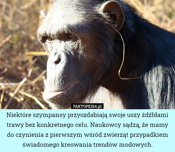 Niektóre szympansy przyozdabiają swoje uszy źdźbłami trawy bez konkretnego celu. Naukowcy sądzą, że mamy do czynienia z pierwszym wśród zwierząt przypadkiem świadomego kreowania trendów modowych. 