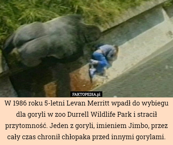 W 1986 roku 5-letni Levan Merritt wpadł do wybiegu dla goryli w zoo Durrell Wildlife Park i stracił przytomność. Jeden z goryli, imieniem Jimbo, przez cały czas chronił chłopaka przed innymi gorylami. 
