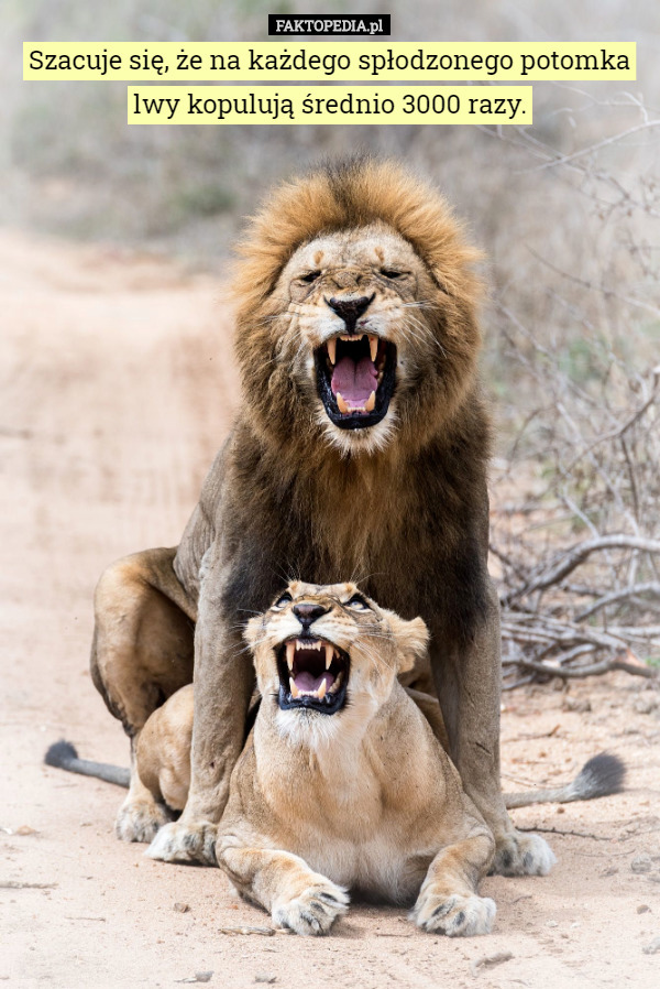 Szacuje się, że na każdego spłodzonego potomka lwy kopulują średnio 3000 razy. 