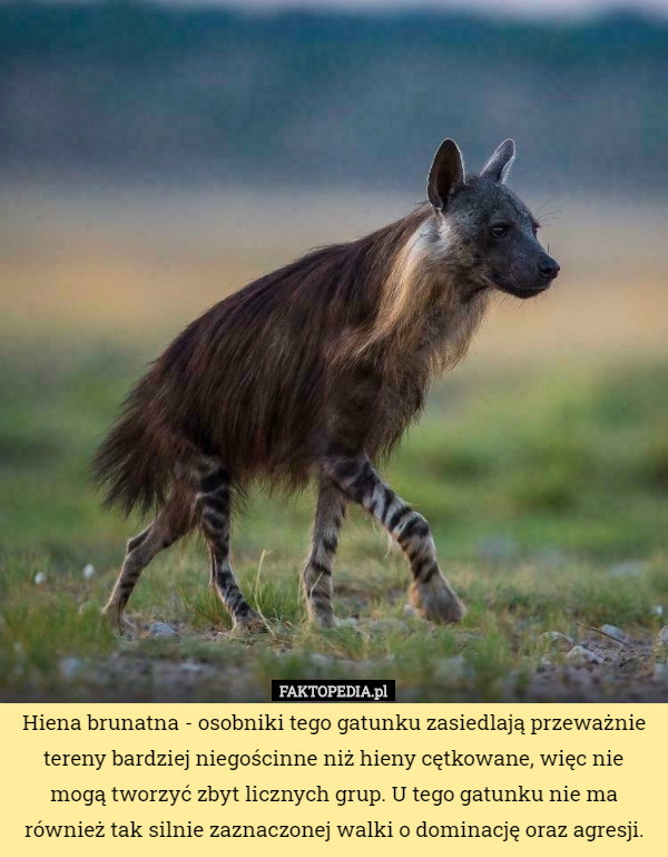 Hiena brunatna - osobniki tego gatunku zasiedlają przeważnie tereny bardziej niegościnne niż hieny cętkowane, więc nie mogą tworzyć zbyt licznych grup. U tego gatunku nie ma również tak silnie zaznaczonej walki o dominację oraz agresji. 
