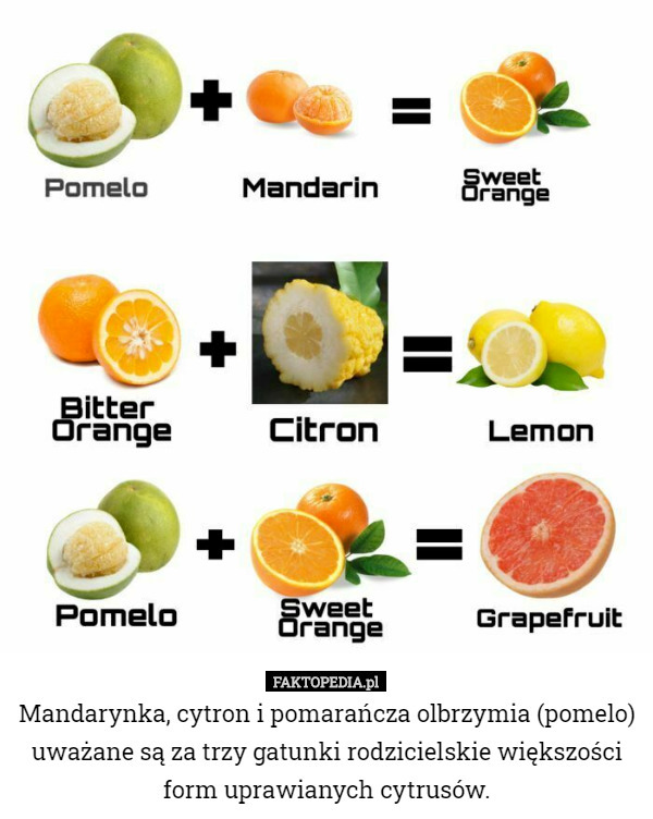 Mandarynka, cytron i pomarańcza olbrzymia (pomelo) uważane są za trzy gatunki rodzicielskie większości form uprawianych cytrusów. 