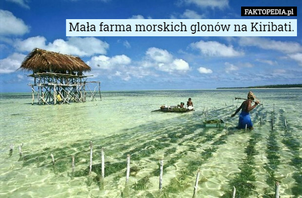 Mała farma morskich glonów na Kiribati. 