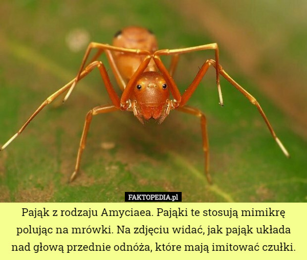 Pająk z rodzaju Amyciaea. Pająki te stosują mimikrę polując na mrówki. Na zdjęciu widać, jak pająk układa nad głową przednie odnóża, które mają imitować czułki. 