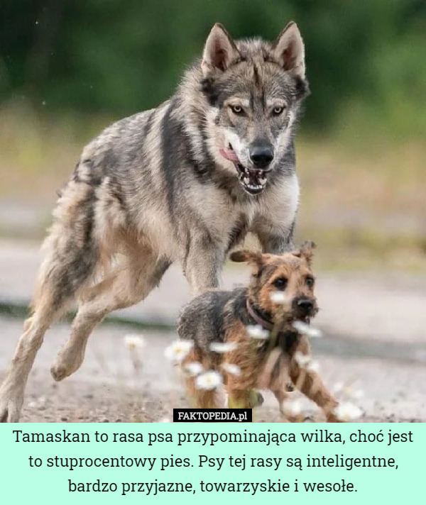 Tamaskan to rasa psa przypominająca wilka, choć jest to stuprocentowy pies. Psy tej rasy są inteligentne, bardzo przyjazne, towarzyskie i wesołe. 