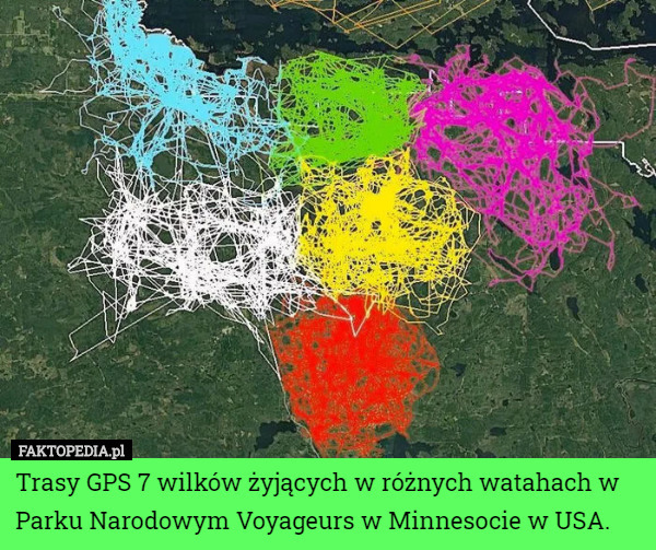 Trasy GPS 7 wilków żyjących w różnych watahach w Parku Narodowym Voyageurs w Minnesocie w USA. 