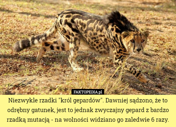 Niezwykle rzadki "król gepardów". Dawniej sądzono, że to odrębny gatunek, jest to jednak zwyczajny gepard z bardzo rzadką mutacją - na wolności widziano go zaledwie 6 razy. 