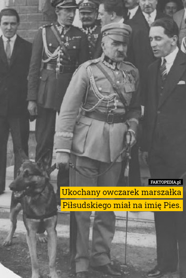 Ukochany owczarek marszałka
 Piłsudskiego miał na imię Pies. 