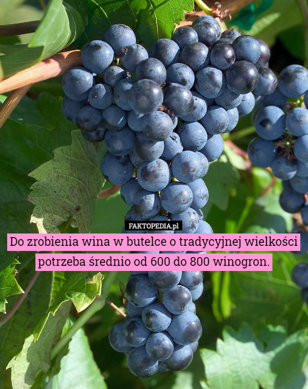 Do zrobienia wina w butelce o tradycyjnej wielkości potrzeba średnio od 600 do 800 winogron. 