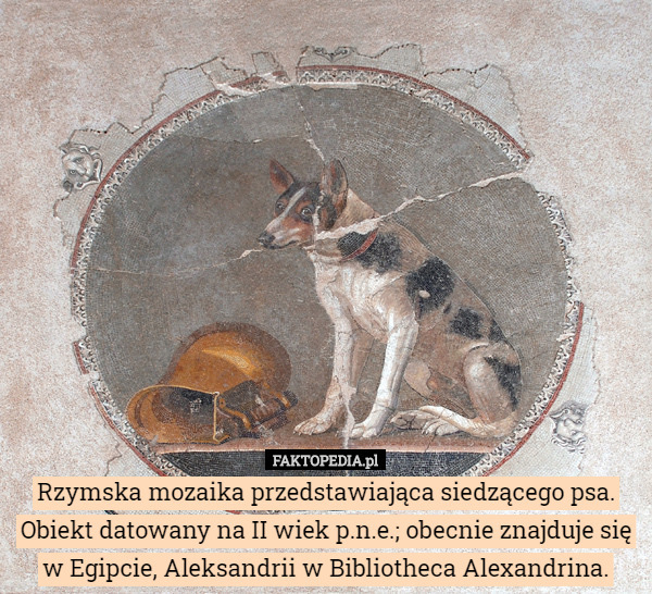 Rzymska mozaika przedstawiająca siedzącego psa. Obiekt datowany na II wiek p.n.e.; obecnie znajduje się w Egipcie, Aleksandrii w Bibliotheca Alexandrina. 