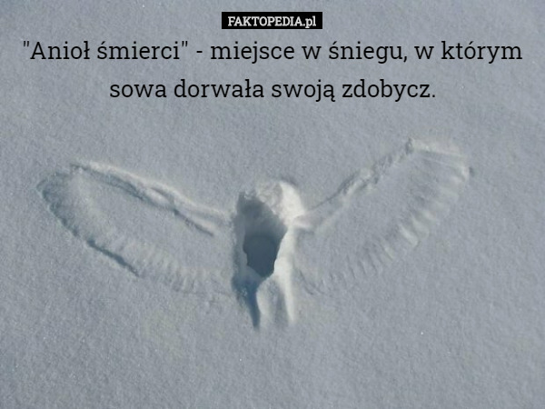 "Anioł śmierci" - miejsce w śniegu, w którym sowa dorwała swoją zdobycz. 