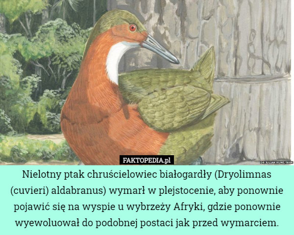 Nielotny ptak chruścielowiec białogardły (Dryolimnas (cuvieri) aldabranus) wymarł w plejstocenie, aby ponownie pojawić się na wyspie u wybrzeży Afryki, gdzie ponownie wyewoluował do podobnej postaci jak przed wymarciem. 
