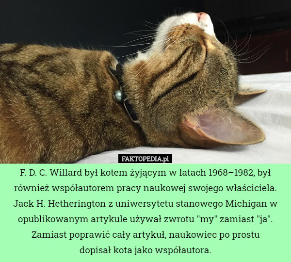 F. D. C. Willard był kotem żyjącym w latach 1968–1982, był również współautorem pracy naukowej swojego właściciela.
 Jack H. Hetherington z uniwersytetu stanowego Michigan w opublikowanym artykule używał zwrotu "my" zamiast "ja". Zamiast poprawić cały artykuł, naukowiec po prostu
 dopisał kota jako współautora. 