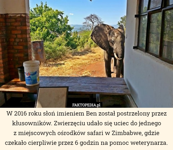 W 2016 roku słoń imieniem Ben został postrzelony przez kłusowników. Zwierzęciu udało się uciec do jednego
z miejscowych ośrodków safari w Zimbabwe, gdzie czekało cierpliwie przez 6 godzin na pomoc weterynarza. 