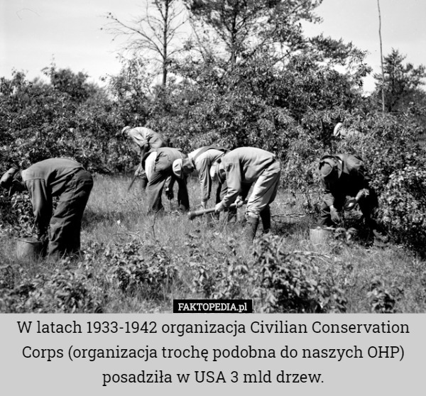 W latach 1933-1942 organizacja Civilian Conservation Corps (organizacja trochę podobna do naszych OHP) posadziła w USA 3 mld drzew. 