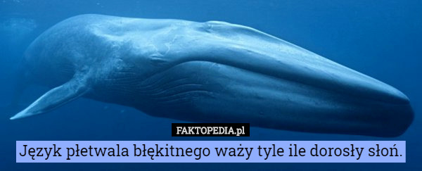 Język płetwala błękitnego waży tyle ile dorosły słoń. 