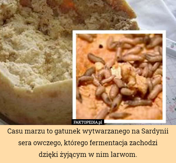 Casu marzu to gatunek wytwarzanego na Sardynii sera owczego, którego fermentacja zachodzi
 dzięki żyjącym w nim larwom. 