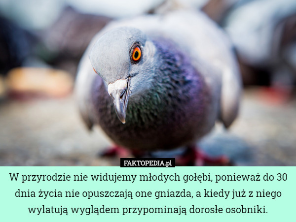 W przyrodzie nie widujemy młodych gołębi, ponieważ do 30 dnia życia nie opuszczają one gniazda, a kiedy już z niego wylatują wyglądem przypominają dorosłe osobniki. 