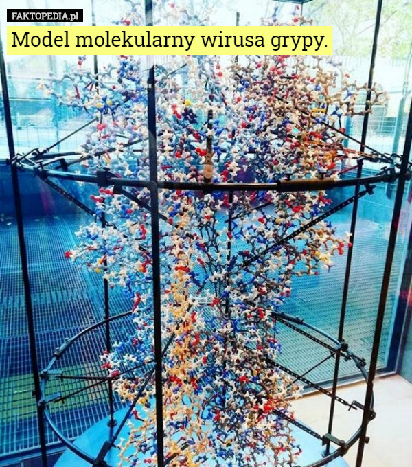 Model molekularny wirusa grypy. 