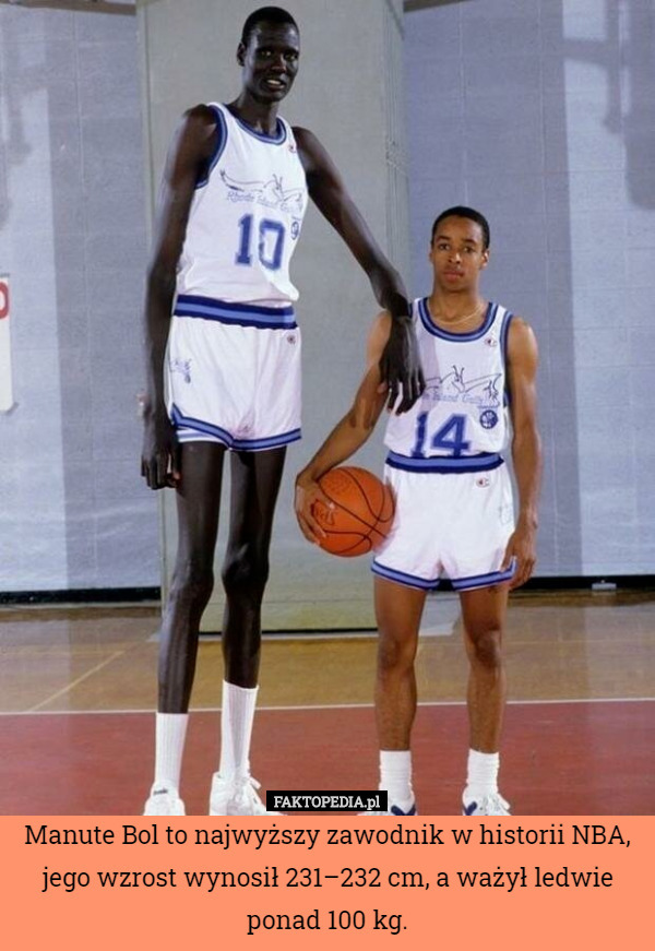 Manute Bol to najwyższy zawodnik w historii NBA, jego wzrost wynosił 231–232 cm, a ważył ledwie ponad 100 kg. 