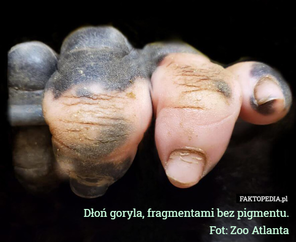 Dłoń goryla, fragmentami bez pigmentu.
 Fot: Zoo Atlanta 