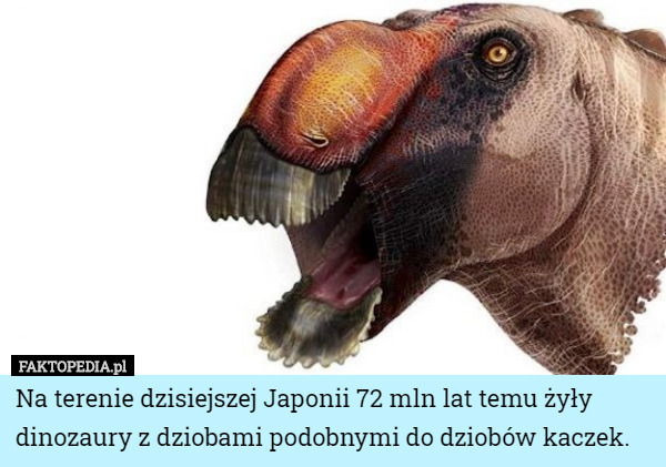 Na terenie dzisiejszej Japonii 72 mln lat temu żyły dinozaury z dziobami podobnymi do dziobów kaczek. 